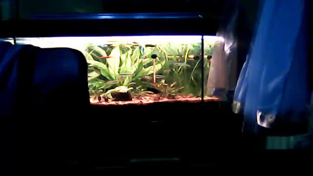 agusia54