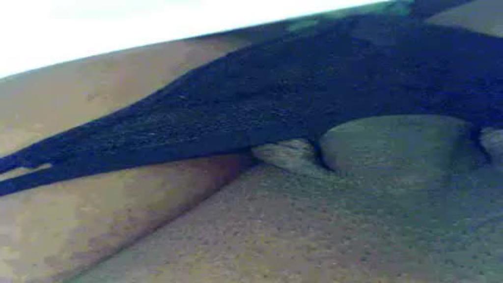 nesha1919
