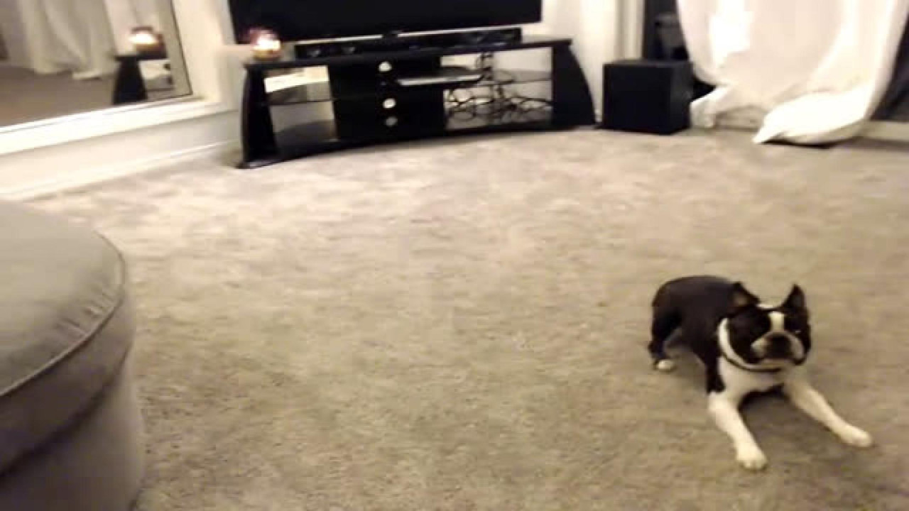 ladyliciousx Doggy [2017/09/06 06:41:56]