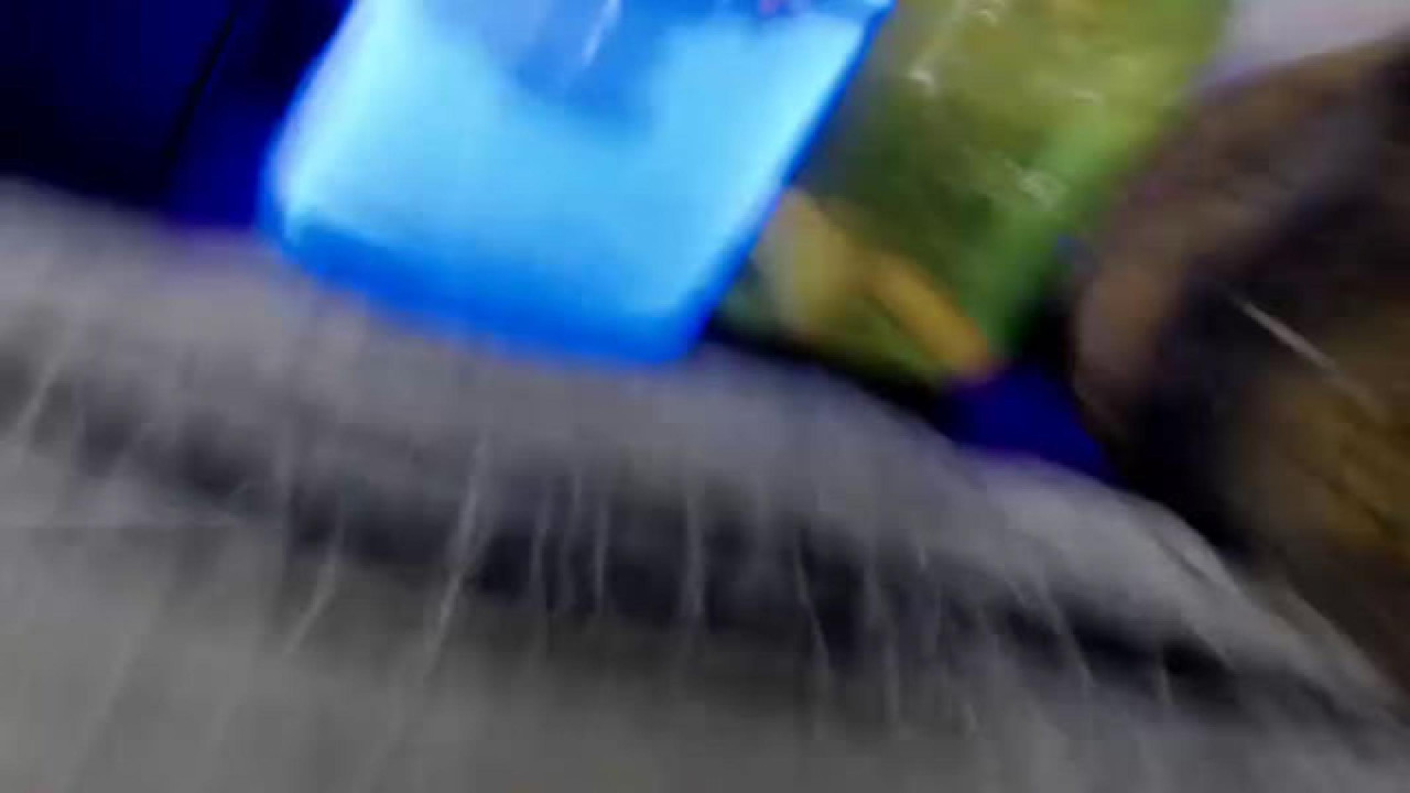 sinomin Sucking Show [2017/10/05 05:11:21]