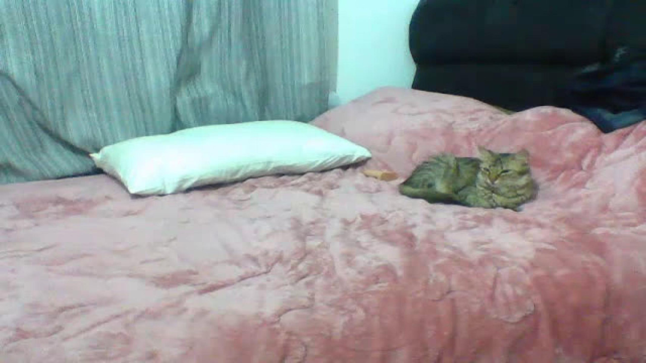 biancaferraz Twitter Show [2017/12/19 06:26:09]