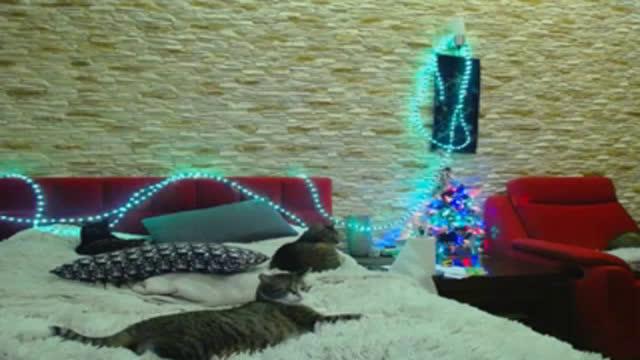 lickyvickyxo cam [2016/12/31 22:53:40]