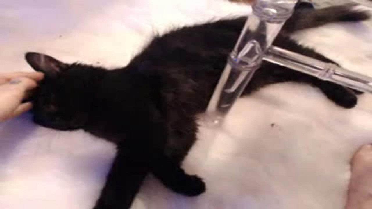 whiskeykitten Toys Movie [2017/07/01 - 08:10:13]