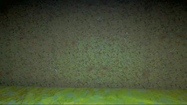 jenisee webcam [2017/01/06 16:48:46]