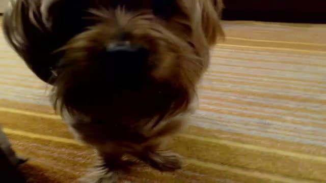 alebunny video [2016/12/11 15:51:25]
