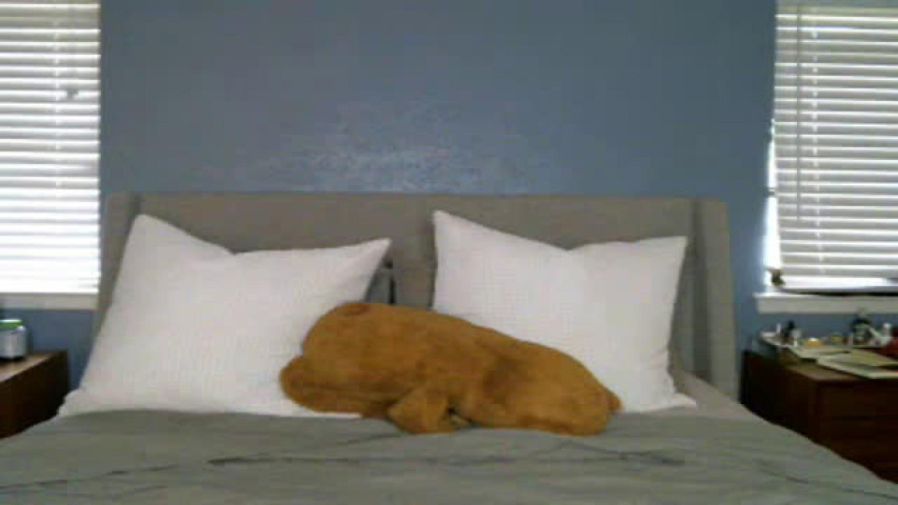 riley_coyote Hardcore [2017/05/08 - 17:30:34]