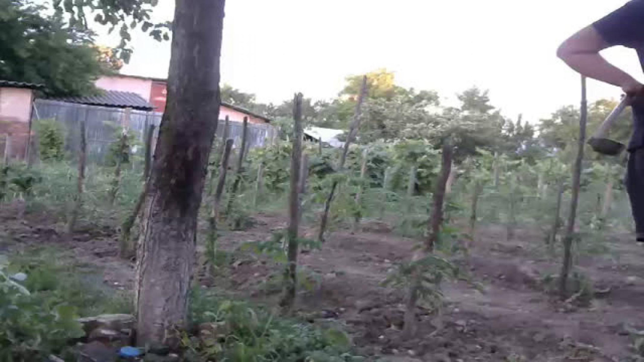couple_4_u_fuck Dildo Video [2017/06/19 - 17:46:09]