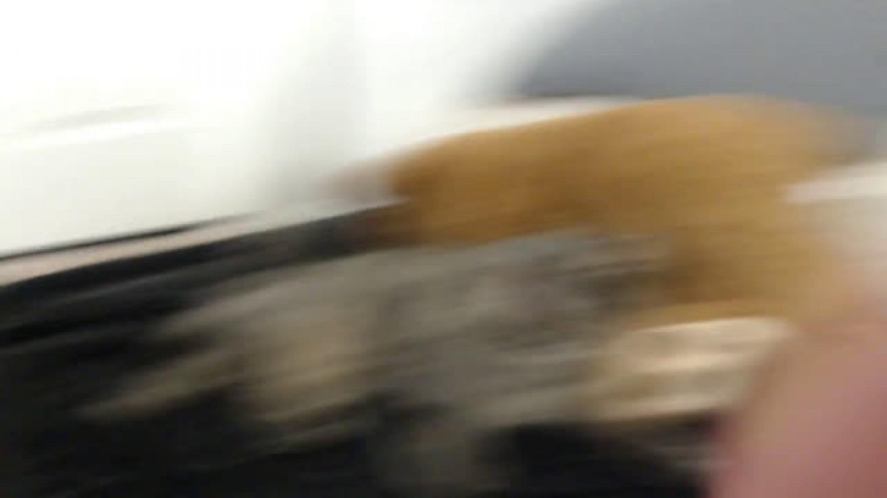 cosmicneko recorded [2017/05/05 09:15:53]