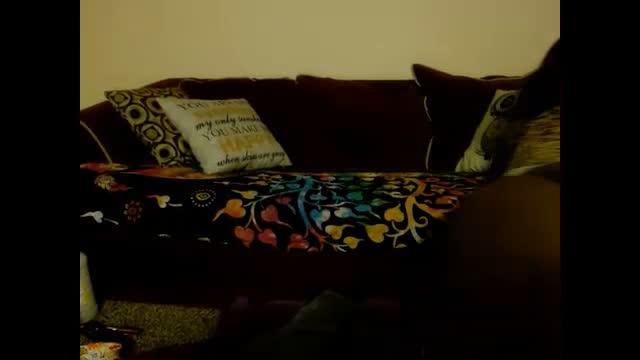 cookiescreamy recorded [2016/03/12 04:00:44]