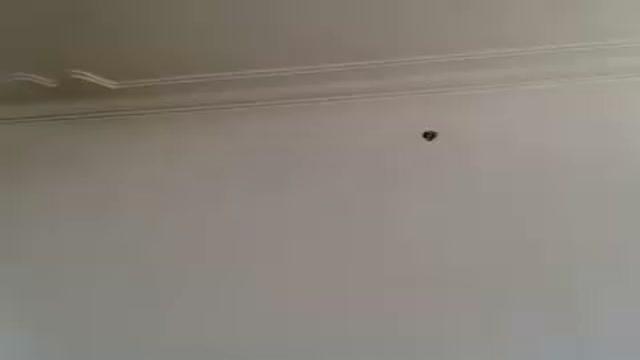 shabbba video [2017/01/19 10:38:14]