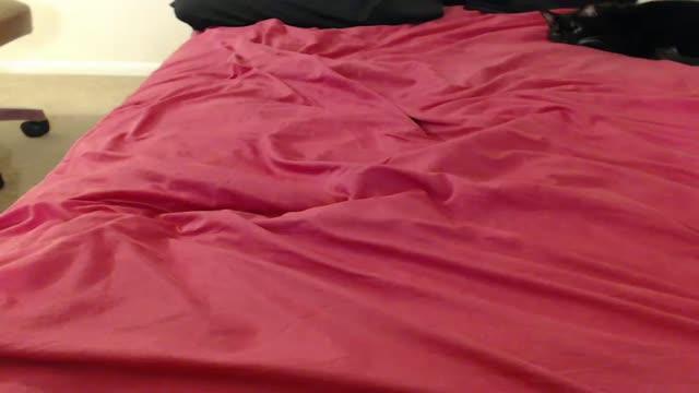 palmettosweetpea recorded [2017/02/01 04:49:36]