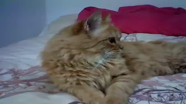 princesalolita