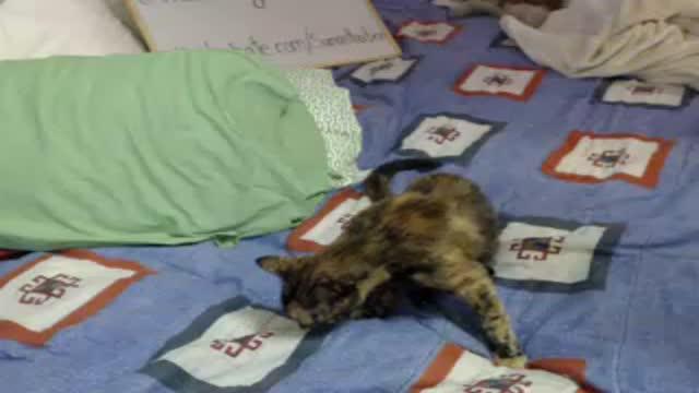 samanthaboo video [2015/09/04 03:30:50]