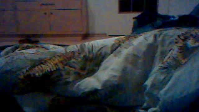 sandratranskatv1 adult [2017/01/20 03:30:52]