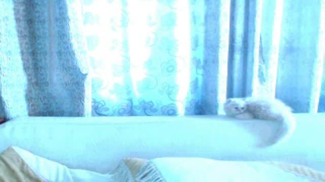 an_limon video [2016/07/23 12:45:53]