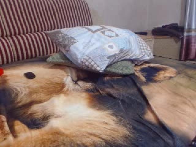 sexylinda_ download [2016/07/22 12:42:01]