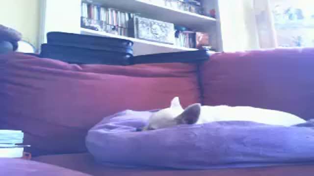 elferya recorded [2017/01/28 12:43:01]