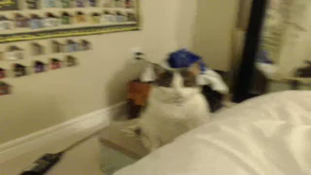 ashkitten recorded [2017/01/22 03:52:35]