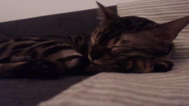 bee_la sex [2016/04/19 13:30:53]