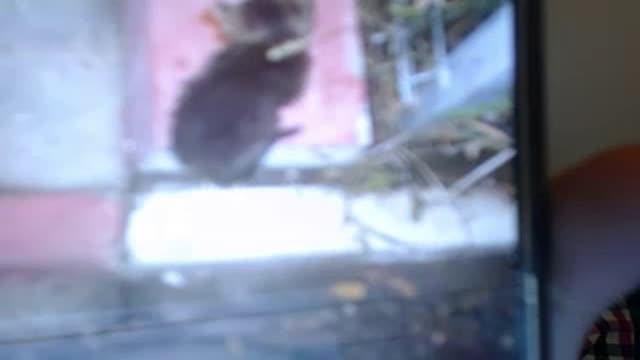 deanalove webcam [2017/01/24 01:30:27]