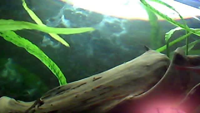 aanetkabartosz sex [2015/09/26 23:15:52]