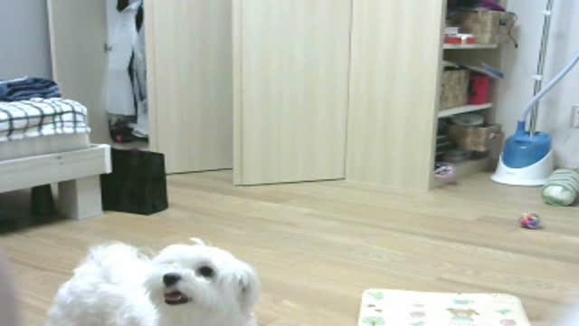 lillian_sh recorded [2017/01/26 11:46:45]