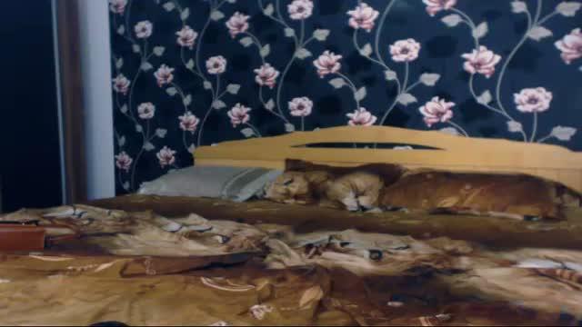 bellecute recorded [2017/01/23 02:16:12]