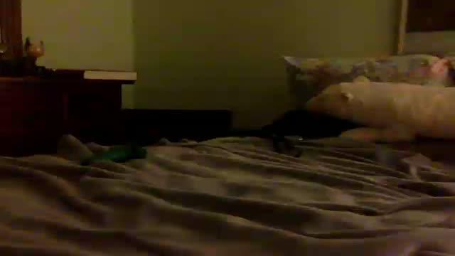 darksparrow porno [2017/01/24 23:17:33]